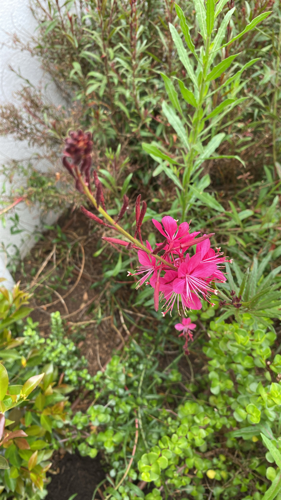 Oenothera lindheimeri