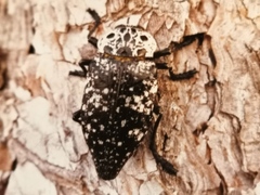 Capnodis
