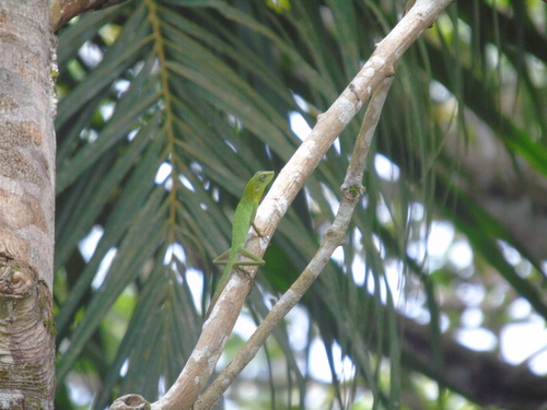 Bronchocela cristatella