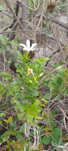 Jasminum grandiflorum observed 2025-10-24