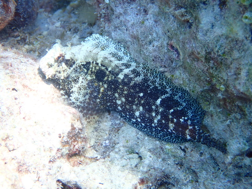 Salarias ceramensis