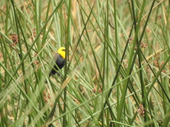 Chrysomus icterocephalus bogotensis