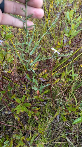 northern bog aster (Symphyotrichum boreale)