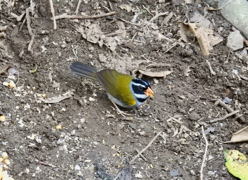 Orange-billed Sparrow (Arremon aurantiirostris), photo 5