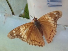 Asterocampa idyja idyja