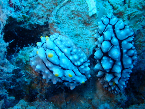 Phyllidia elegans