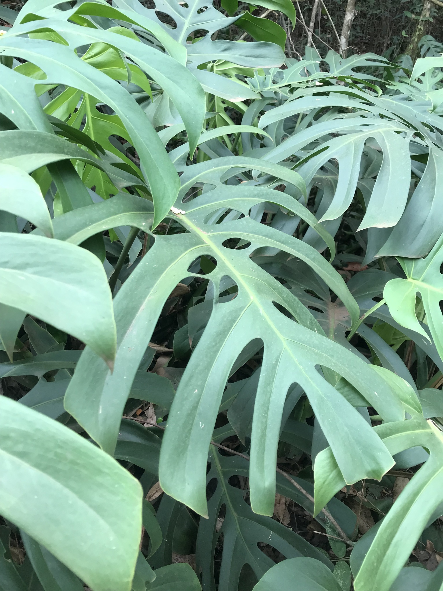 Monstera deliciosa
