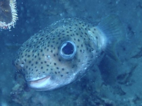 Diodon hystrix