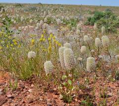 Ptilotus nobilis