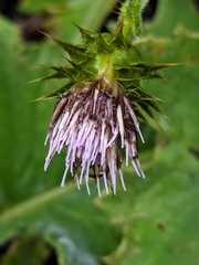 Cirsium fontinale obispoense