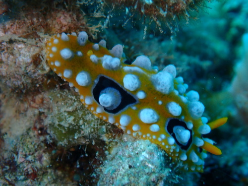 Phyllidia ocellata