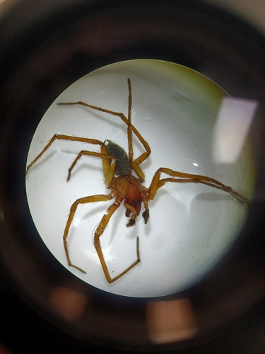 Eratigena montigena