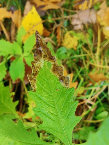 Phytomyza lycopi