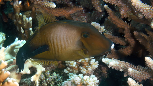 Broom filefish (Amanses scopas) — Monacanthidae — 2