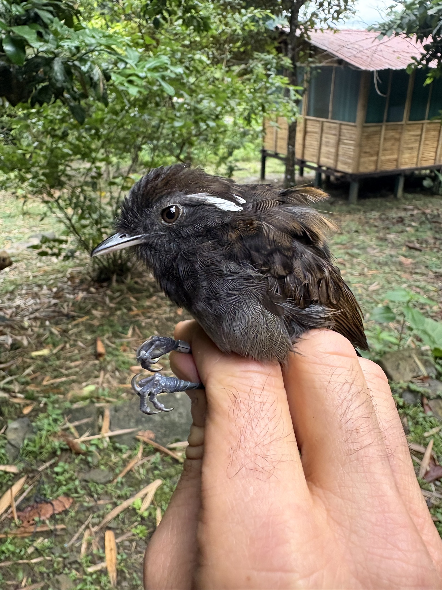Slaty Gnateater (Conopophaga ardesiaca), photo 2