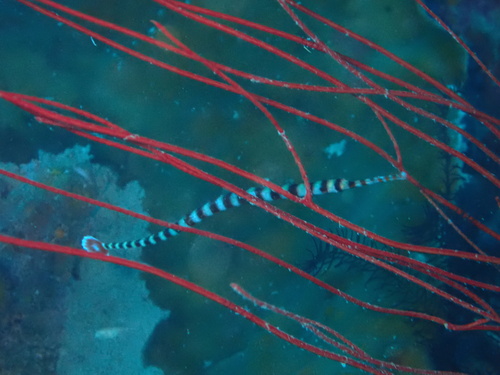 Dunckerocampus dactyliophorus