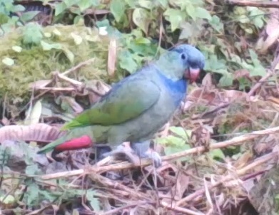 Red-billed Parrot (Pionus sordidus), photo 9
