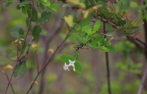Jasminum grandiflorum observed 2025-10-24