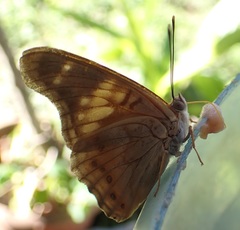 Asterocampa idyja idyja