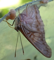 Asterocampa idyja idyja