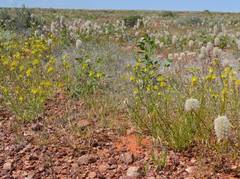 Ptilotus gaudichaudii