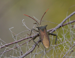 Anoplocnemis curvipes