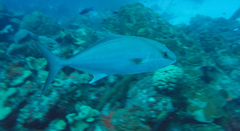 Seriola rivoliana