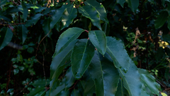 Prunus lusitanica