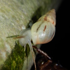 Drymaeus semistriatus