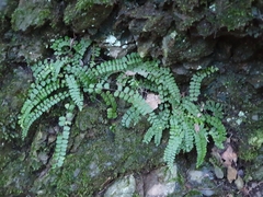Asplenium trichomanes