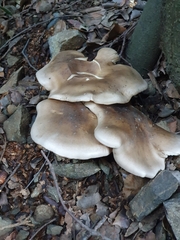 Clitocybe nebularis