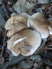 Clitocybe nebularis
