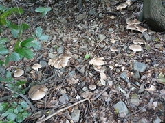 Clitocybe nebularis