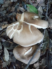 Clitocybe nebularis