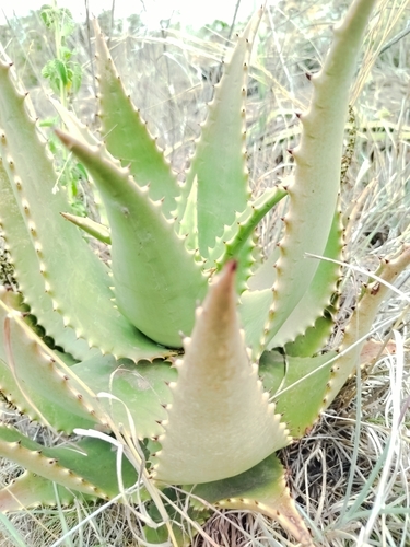 Aloe secundiflora
