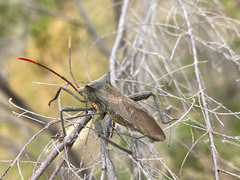 Anoplocnemis curvipes