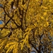 honey locust from Philadelphia, PA 19136, USA on October 24, 2025 at 09:19 AM by Matt Wysong
