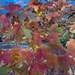 sugar maple from Philadelphia, PA 19136, USA on October 24, 2025 at 09:22 AM by Matt Wysong