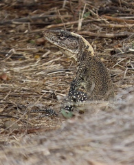 False Monitor photo 5
