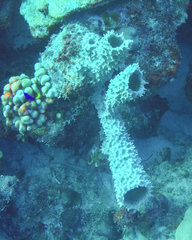 Callyspongia aculeata