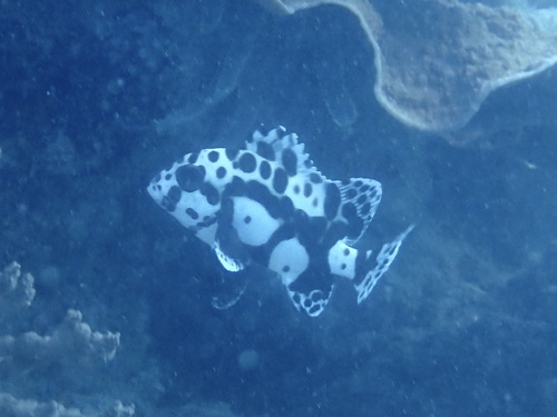 Plectorhinchus chaetodonoides