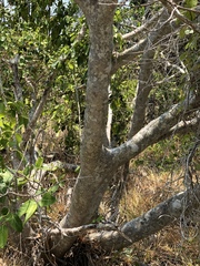 Ficus opposita