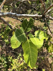 Ficus opposita