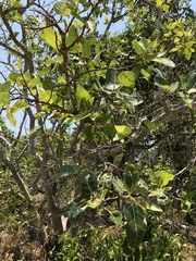 Ficus opposita