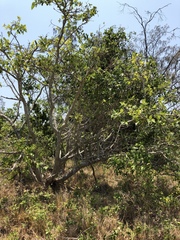 Ficus opposita