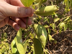 Jasminum simplicifolium