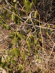 Jasminum simplicifolium