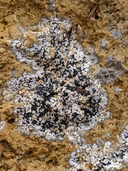 Lecanographa