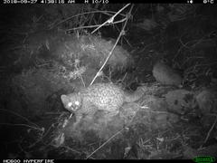 Leopardus guigna guigna