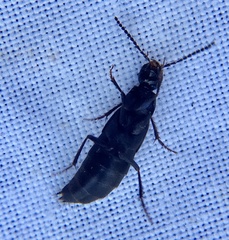 Philonthus decorus